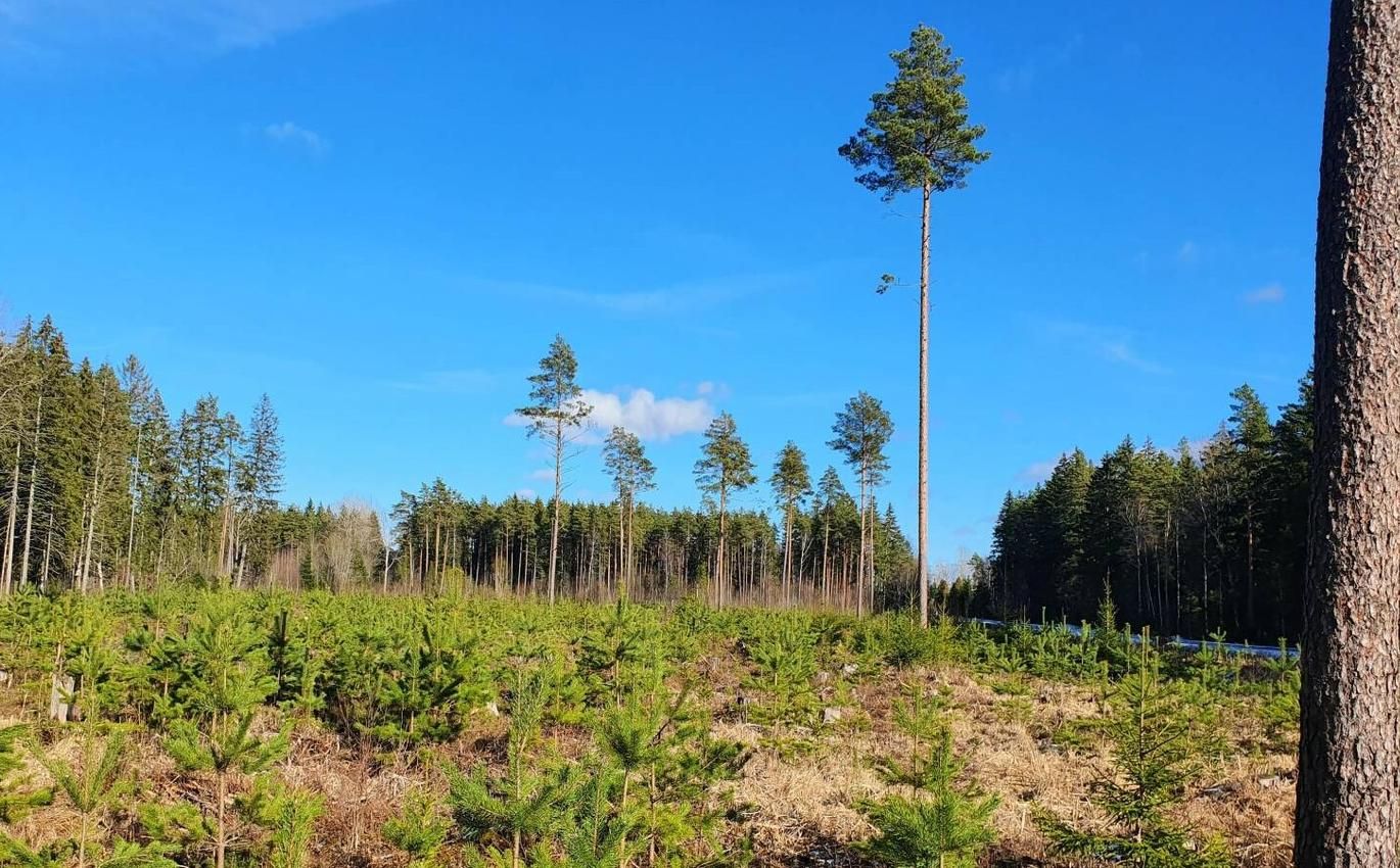 23.02.2026 Muutuv kliima ja uued haigused panevad proovile puude vastupanuvõime. Eesti Maaülikooli teadlaste värske uuring paljastab, et männiokastel elavate ja puud kaitsvate seenekoosluste liigiline koosseis sõltub peamiselt peremeespuu pärilikkusest, kuid ka puude kasvukohast.