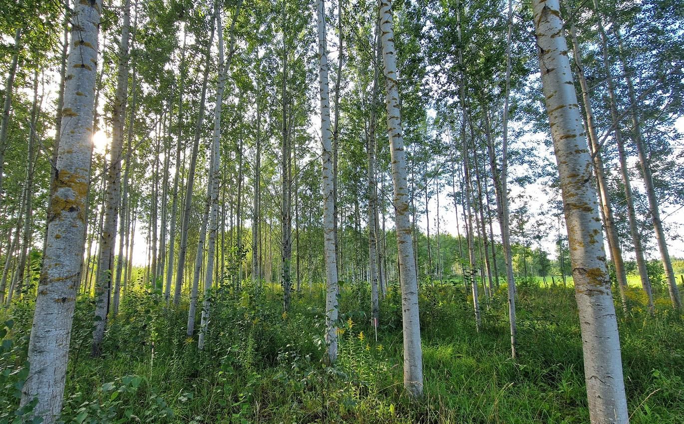28.04.2026 Endistele põllumajanduslikele maadele rajatud hübriidhaavaistandikud suurendasid mulla orgaanilise süsiniku- ja toitainete sisaldust. Suurimad muutused mullas leidsid aset esimese 15 aasta jooksul.
