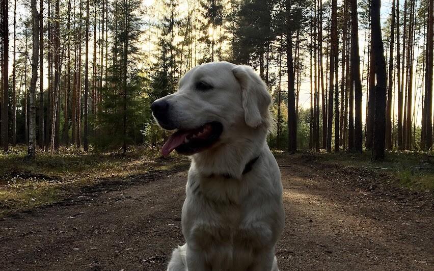 20.05.2026 Sihipäraselt treenitud koerad suudavad metsas lõhna järgi tuvastada juurepessuga nakatunud mände. Juuri mädandavate seente avastamiseks on tähtis koe